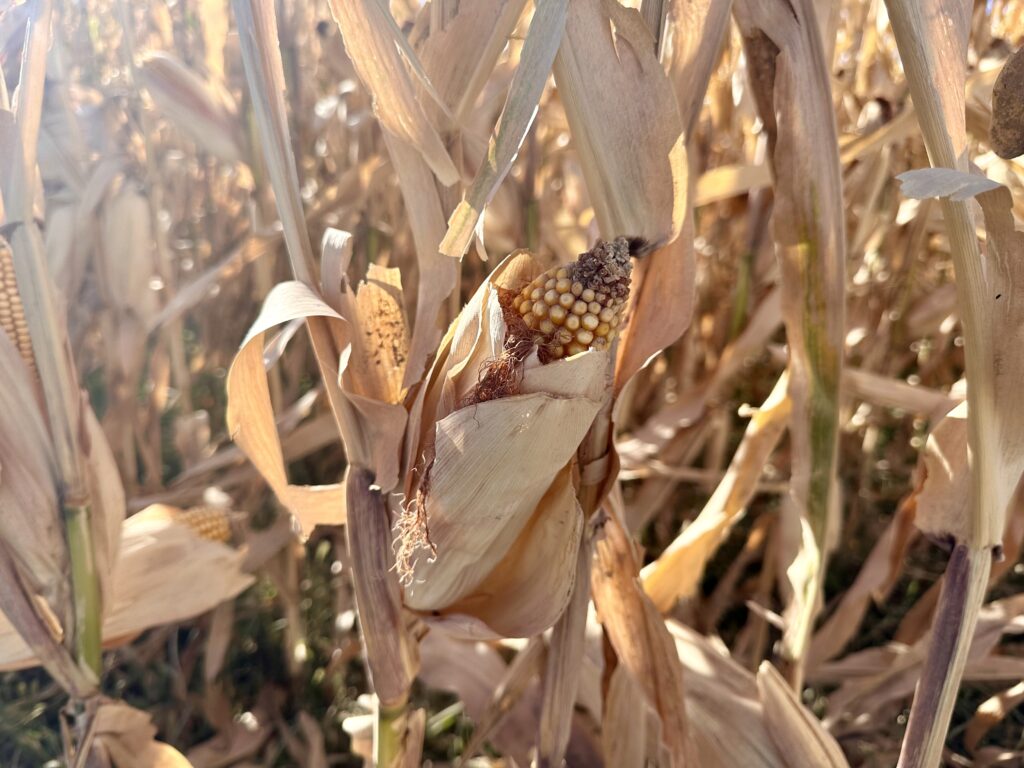 Corn ready to be harvested